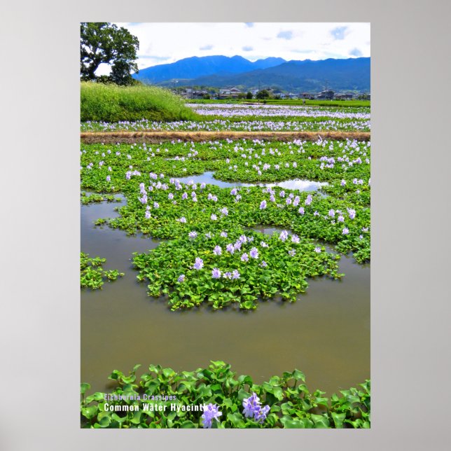 POSTER ホ テ イ ア イ オ (Frente)