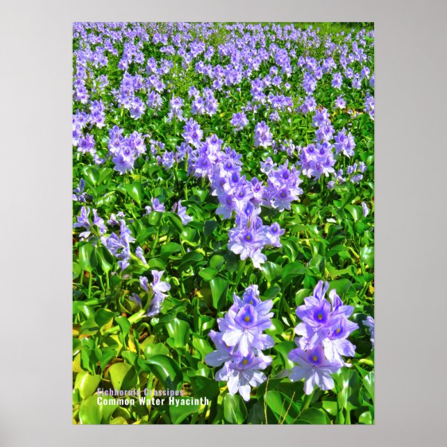 POSTER ホ テ イ ア イ オ (Frente)