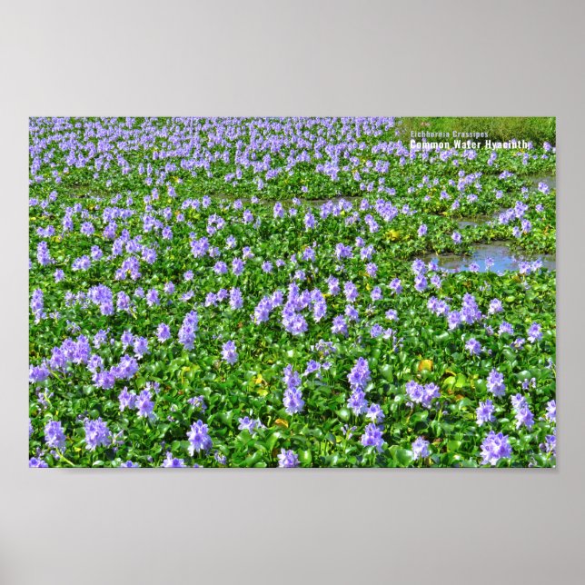 POSTER ホ テ イ ア イ オ (Frente)