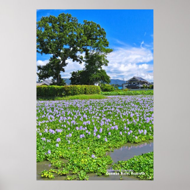 POSTER ホ テ イ ア イ オ (Frente)