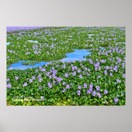 POSTER ホ テ イ ア イ オ