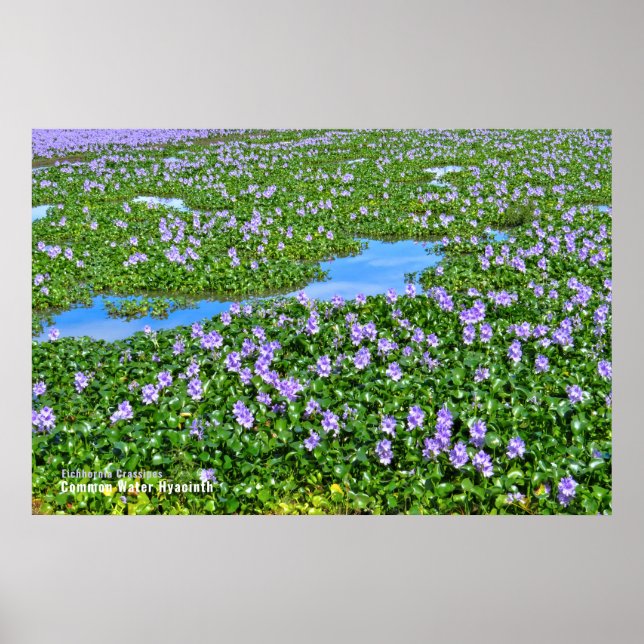 POSTER ホ テ イ ア イ オ (Frente)