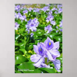 POSTER ホ テ イ ア イ オ ス ポ タ ー