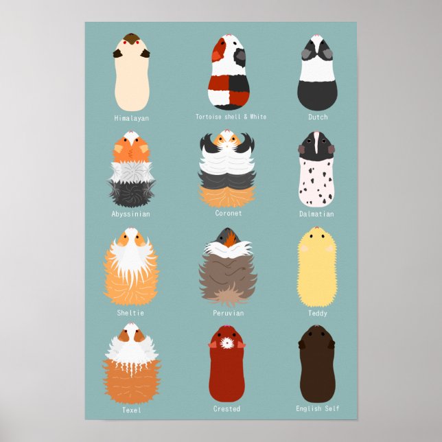 POSTER モ ル モ ト 種 の 類 一 覧  (Frente)