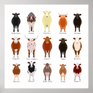 POSTER 牛 の 種 類 覧 一