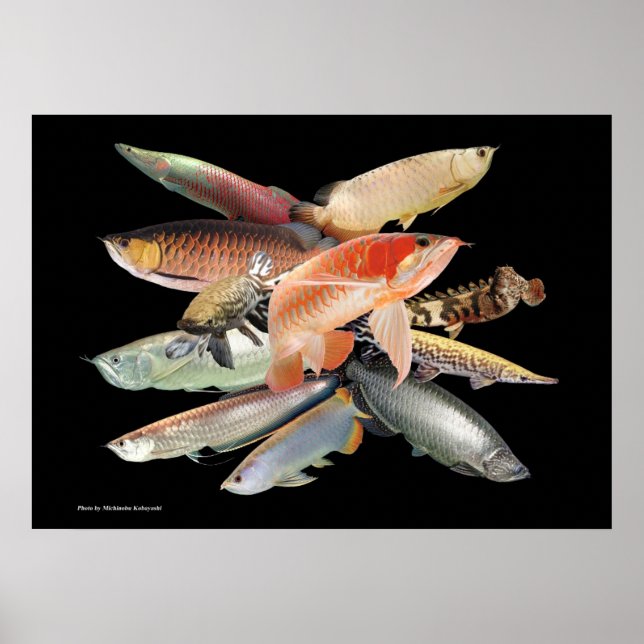 POSTER 飛び出す大型熱帯魚たち,N0.01 (Frente)