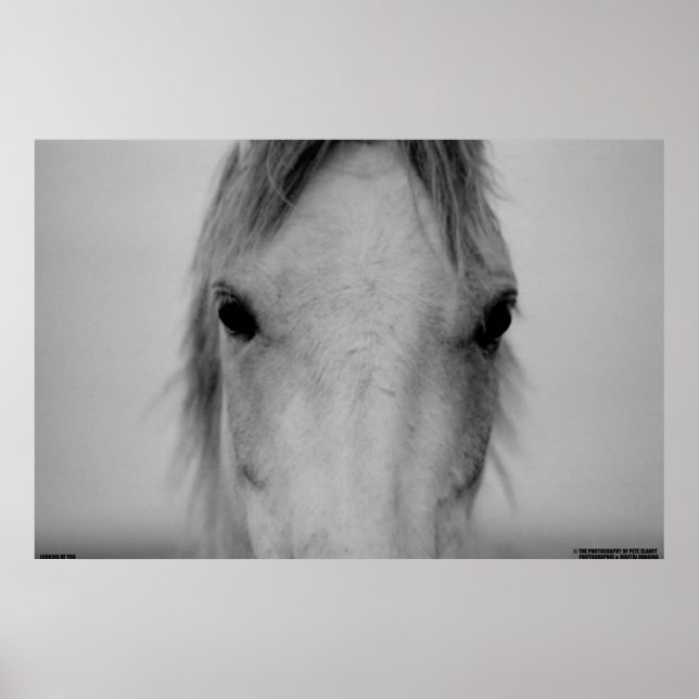 PÔSTER 003 (Frente)