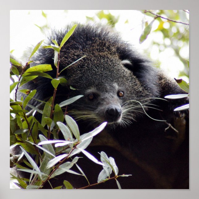 Pôster 005Gato de barriga (Frente)