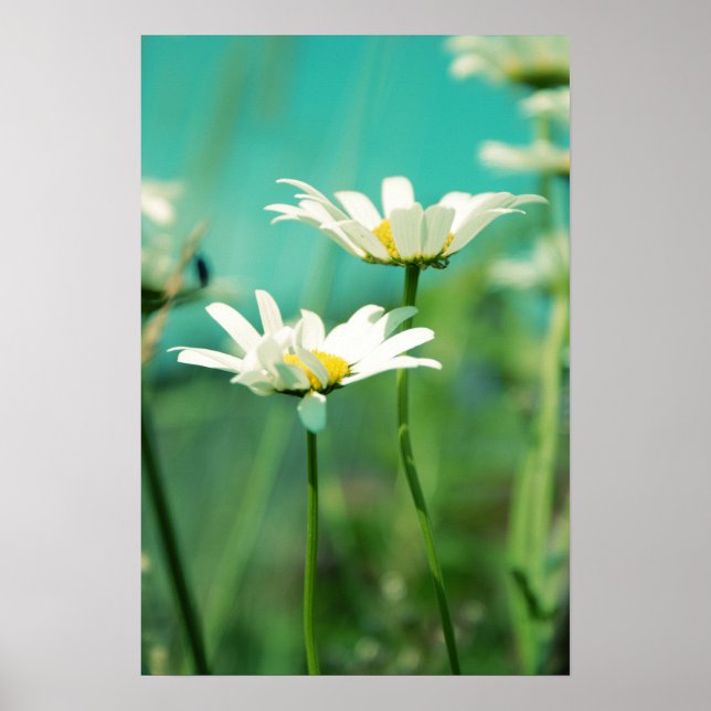 Pôster 01 colocado por x (Frente)