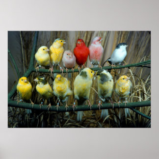 Poster 12 canários, canário (Serinus canaria