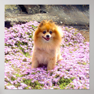 Poster 12x12 Pomeranian Marley com flores