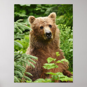 poster 12x16 com urso pardo