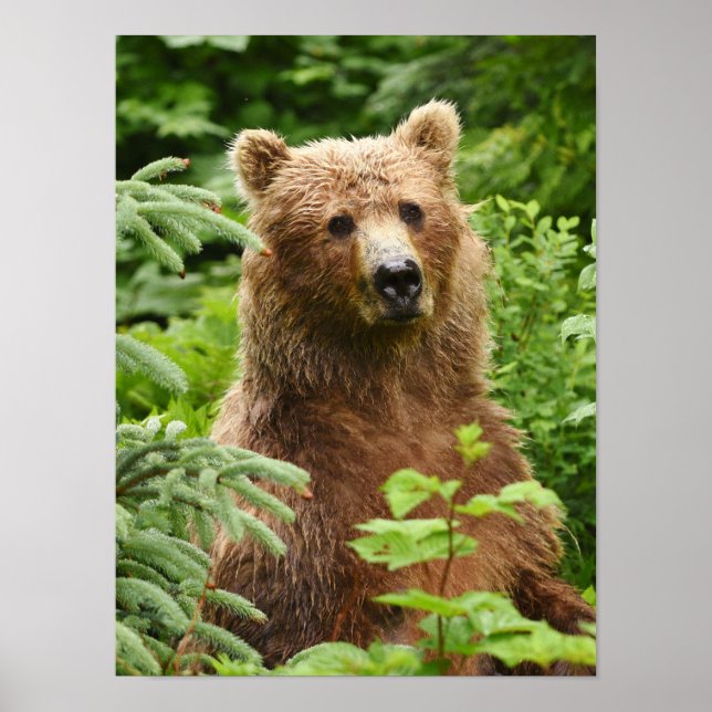 poster 12x16 (Matte) com urso pardo (Frente)