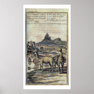 Pôster 137-0627924 ilustração de uma história de Peru