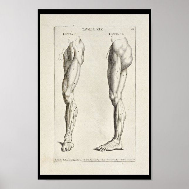 Pôster 1691 Anatomia Artística Músculos das Pernas Impres (Frente)