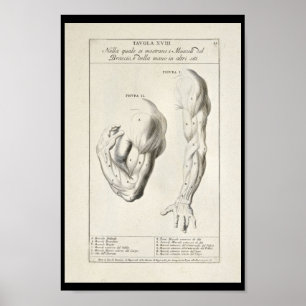 Poster 1691 Anatomia Artística Músculos do Braço Impressã