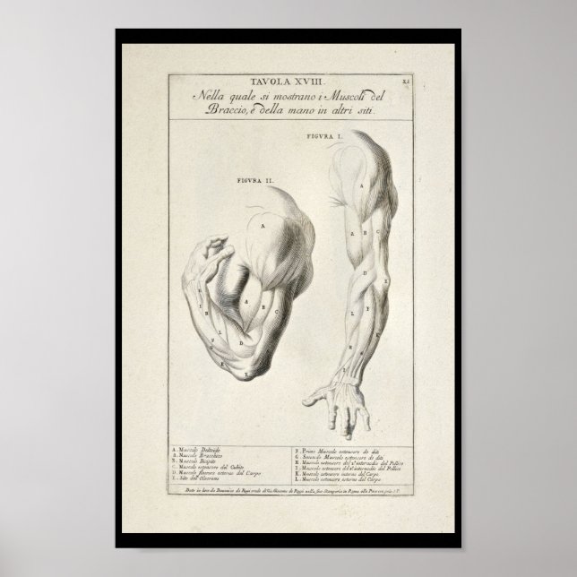 Poster 1691 Anatomia Artística Músculos do Braço Impressã (Frente)