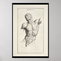 1691 Anatomia Artística Músculos Torso Art Impress