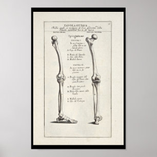 Poster 1691 Artistic Anatomy Leg Bones Art Print