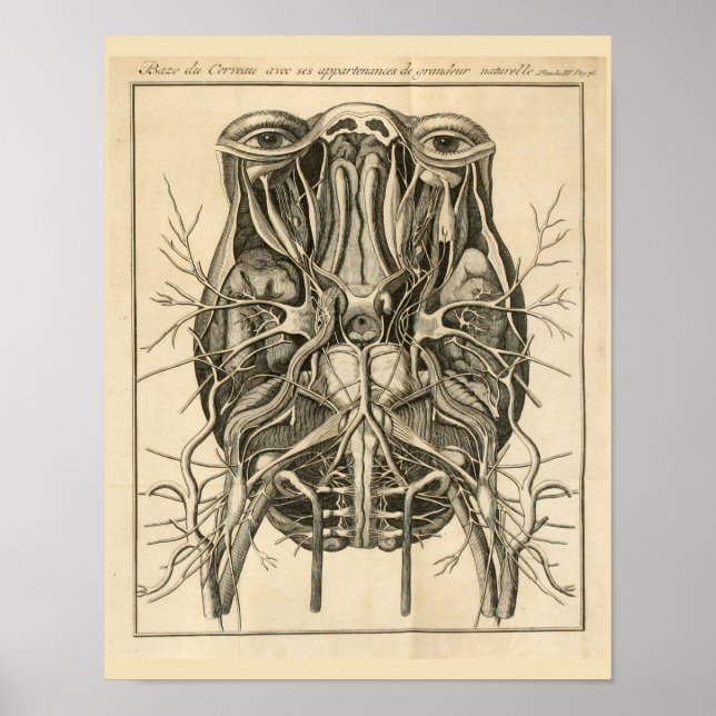 Pôster 1744 Olhos Cérebros Nervos Craniais Anatomia Impre (Frente)