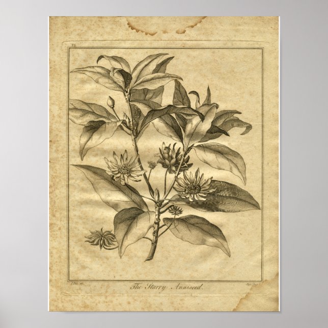 Poster 1817 Anniseed Culpeper Herbal Print (Frente)