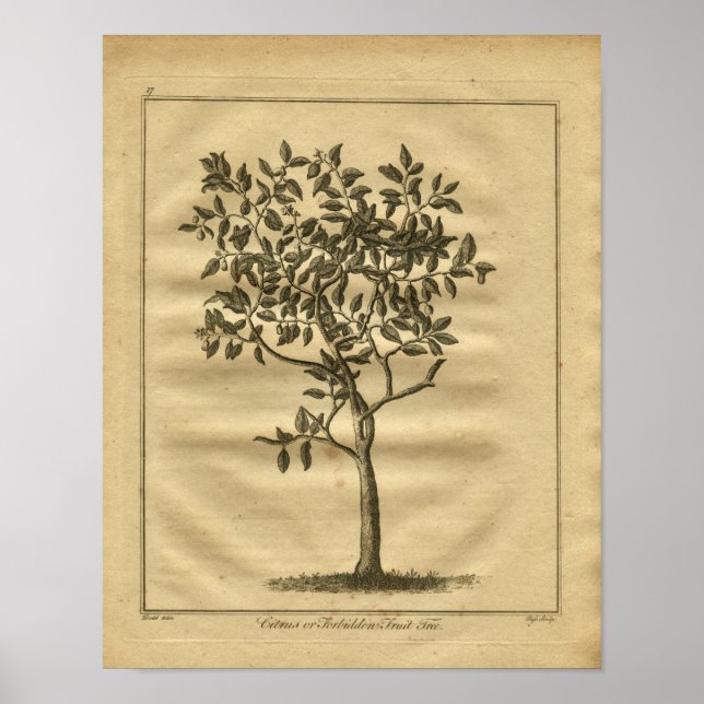 Poster 1817 Culpeador de Fruta Proibido (Frente)
