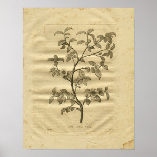 Pôster 1817 Tea Tree Culpeper Herbal Print