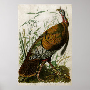 Poster 1825 Vintage Wild Turkey de John Audubon