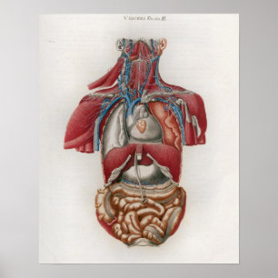 Poster 1833 da anatomia dos órgãos dos Viscera d