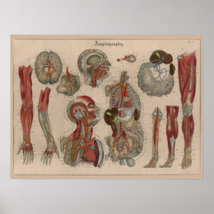 Poster 1837 da arte da anatomia do sangue das