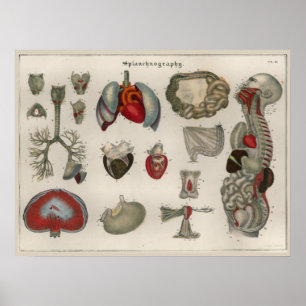 Poster 1837 da arte da anatomia dos órgãos