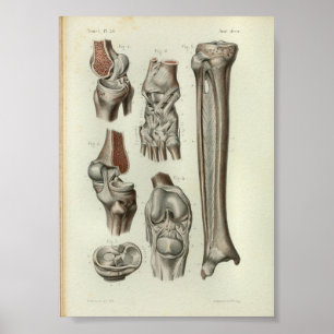 Pôster 1844 Vintage Anatomy Print Knee Ankle