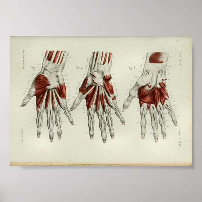 Poster 1844 Vintage Anatomy Print Muscles Hand (Frente)