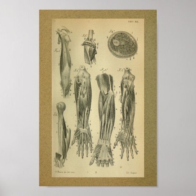 Pôster 1850 Vintage Anatomy Print Arm Muscles (Frente)