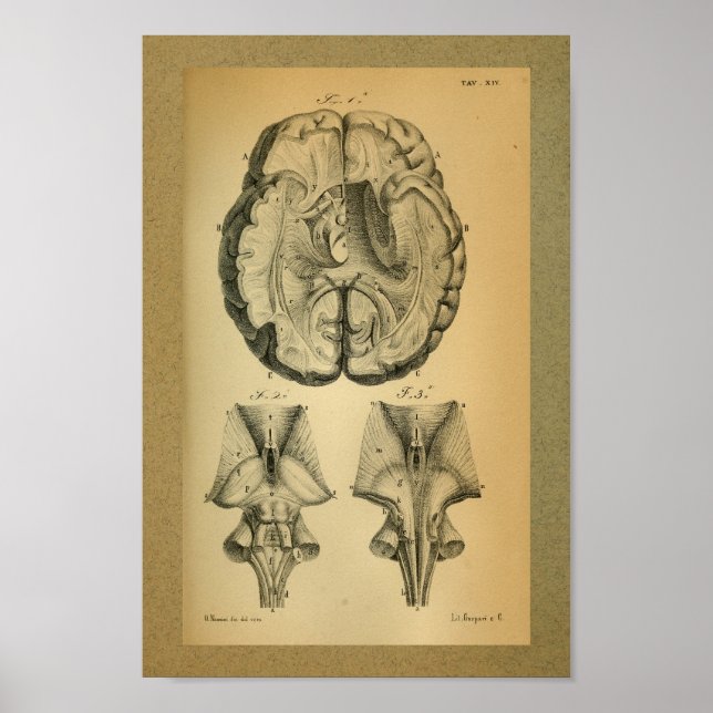 Pôster 1850 Vintage Anatomy Print Brain (Frente)
