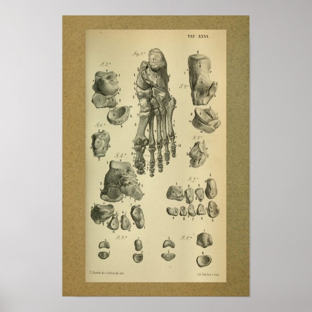 Poster 1850 Vintage Anatomy Print Foot Ankle (Frente)