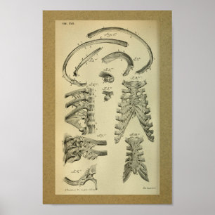 Pôster 1850 Vintage Anatomy Print Rib Cage