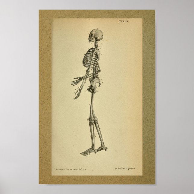 Poster 1850Esqueleto de Anatomia Vintage (Frente)
