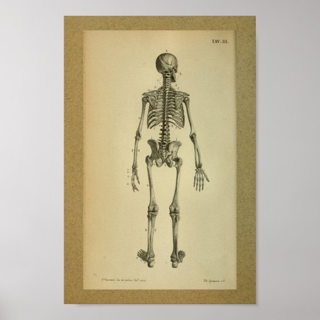 Pôster 1850Esqueleto de Anatomia Vintage (Frente)