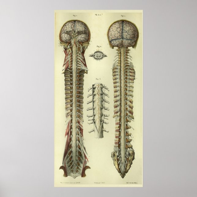 Pôster 1866 Medula Espinhal Cérebro Nervos Anatomia Impre (Frente)