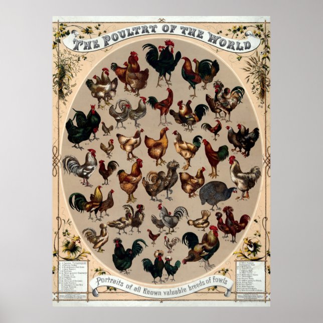 Poster 1868 Aves De Capoeira Do Mundo (Frente)