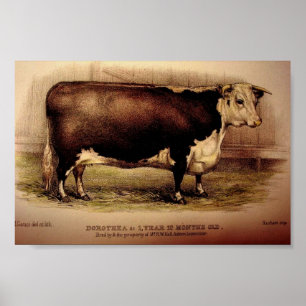 Poster 1874 Engrenagem a Hereford Cattle DOROTHEA Leomins