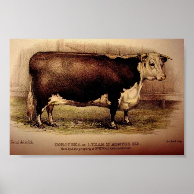 Poster 1874 Engrenando Hereford Cattle DOROTHEA Leominste (Frente)