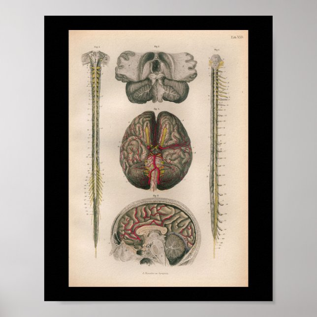 Poster 1879 Vintage Bock Anatomy Print Brain Spine (Frente)