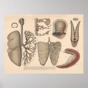 Poster 1882 Órgãos Respiratórios Mamíferos Arte