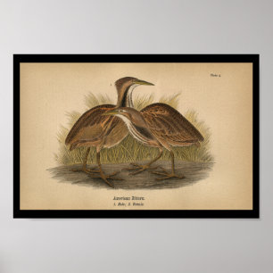 Pôster 1890 Bird Print American Bittern