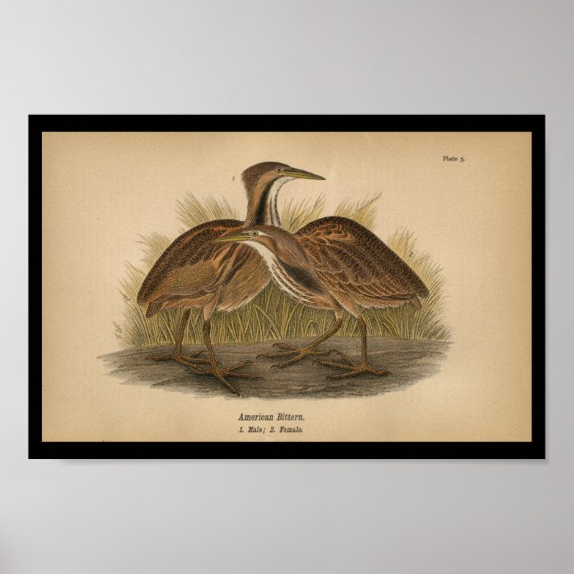 Pôster 1890 Bird Print American Bittern (Frente)