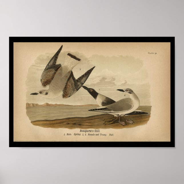 Poster 1890 Bird Print Bonaparte's Gull (Frente)