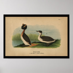 Pôster 1890 Bird Print Horned Grebe