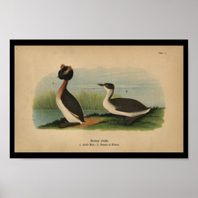 Pôster 1890 Bird Print Horned Grebe (Frente)